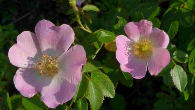 Rosier des chiens ou églantier ?