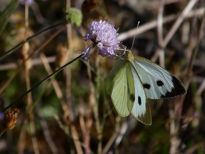 la piéride du navet 