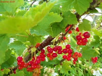 généreuse nature..