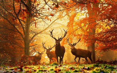 Cerfs